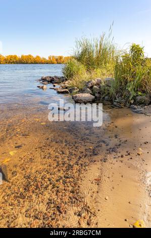 Blick auf Weiden und Schilf in der Nähe des Dnieper River in Kiew im Herbst. Die Küste ist mit Sand bedeckt. Das transparente Wasser ermöglicht es Ihnen, das zu sehen Stockfoto