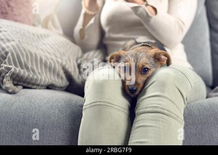 Kleiner Hund auf dem Schoß einer jungen Frau auf einem Sofa mit sein Kinn zwischen ihren Knien gespannt in die Kamera schaut schlafen zufrieden Stockfoto