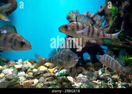 Gestreifte Fischbarsche schwimmen im Aquarium. Perca fluviatilis oder gemeiner Barsch oder europäischer Barsch Stockfoto