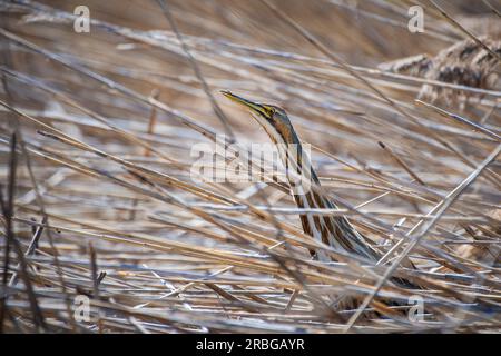 Amerikanische Rohrdommel in einer Verborgenen Pose mit gestrecktem Hals und Schnabel nach oben gerichtet. Stockfoto