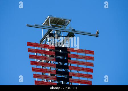 Osprey in der Nähe seines Nestes auf einer Schifffahrt-Lichtstruktur auf der St. Der Lawrence-Fluss. Stockfoto