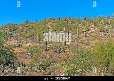 Der Wald von Saguaro Cactus auf einem Wüstenhügel im Saguaro-Nationalpark in Arizona Stockfoto