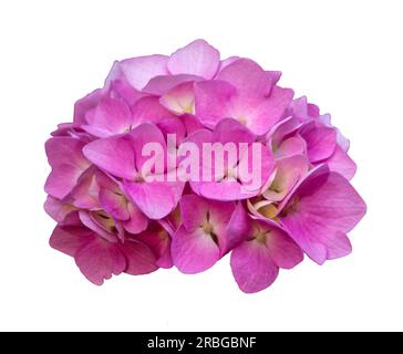 Wunderschöne rosa Blume von Hydrangea isoliert auf weißem Hintergrund. Lila Hortensia Hydrangea Blüten isoliert. Stockfoto