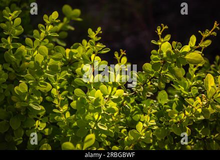 Hintergrund, Textur grüner, gelber Blätter, Blattwerk des Barberry Thunbergii aurea. Botanisches Muster mit wunderschönen frischen hellgrünen Blättern darunter Stockfoto