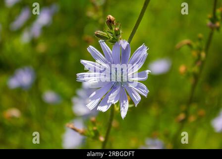 Eine hellblaue Chicorée-Blume auf grünem Gras. Konzept des Ersatzkaffees. Sommerweide Blume Zichorie, Cichorium Intybus, wild Stockfoto