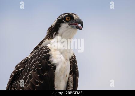 Osprey, Everglades-Nationalpark Stockfoto