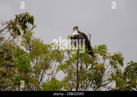 Osprey, Everglades-Nationalpark Stockfoto