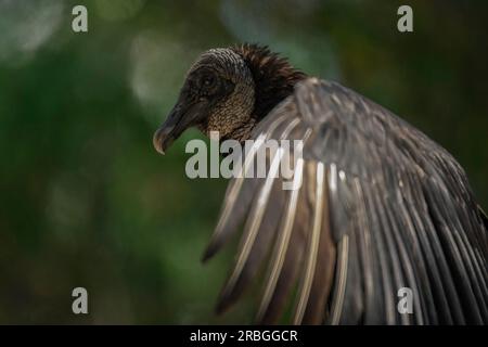 Schwarzgeier, Everglades-Nationalpark Stockfoto