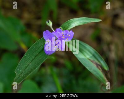 Nahaufnahme einer lila Zigzag-Spiderwürzwaldblume im gefilterten Sonnenlicht. Stockfoto