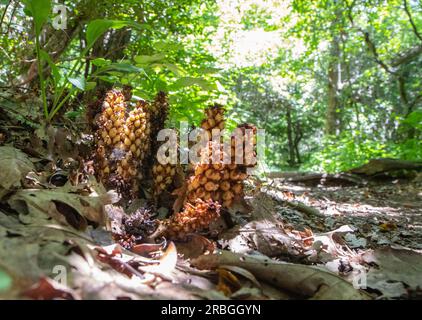 Nahaufnahme eines American Bear Corn oder Squawroot im Sonnenlicht. Stockfoto