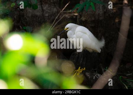 Verschneiter Reiher in den Everglades Stockfoto