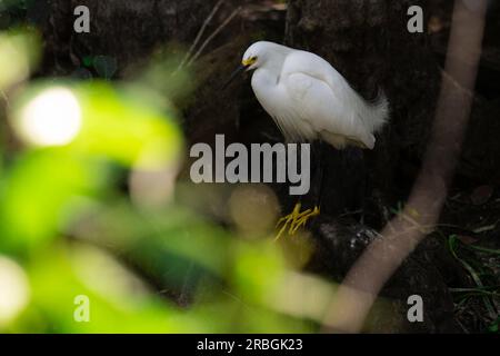 Verschneiter Reiher in den Everglades Stockfoto