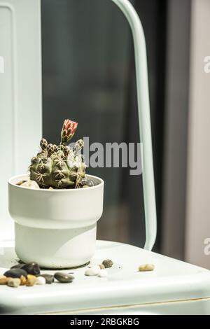 Ein kleiner weißer Topf mit einem kleinen Fasskaktus mit verschiedenen sonnendurchfluteten Blumen Stockfoto