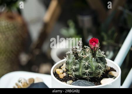 Ein kleiner weißer Topf mit einem kleinen Fasskaktus mit mehreren roten Blumen, die sich in der Sonne öffnen Stockfoto