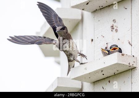 (Ottawa, Kanada---09. Juli 2023)Ein Purple Martin im Nepean Sailing Club. Foto Copyright 2023 Sean Burges / Mundo Sport Images. Stockfoto