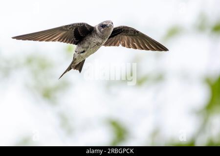 (Ottawa, Kanada---09. Juli 2023)Ein Purple Martin im Nepean Sailing Club. Foto Copyright 2023 Sean Burges / Mundo Sport Images. Stockfoto