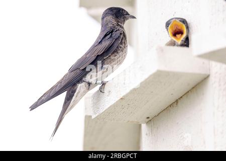 (Ottawa, Kanada---09. Juli 2023)Ein Purple Martin im Nepean Sailing Club. Foto Copyright 2023 Sean Burges / Mundo Sport Images. Stockfoto