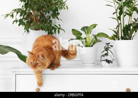 Niedliche Katze in der Nähe grüner Zimmerpflanzen auf der Kommode zu Hause Stockfoto