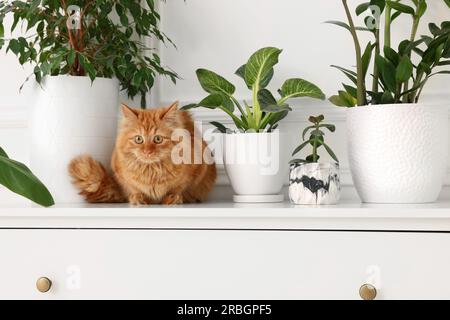 Niedliche Katze in der Nähe grüner Zimmerpflanzen auf der Kommode zu Hause Stockfoto