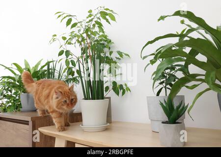 Niedliche Katze in der Nähe grüner Zimmerpflanzen auf einem Holztisch zu Hause Stockfoto