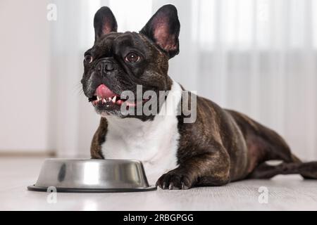 Bezaubernder französischer Bulldog in der Nähe der Schüssel. Hübsches Haustier Stockfoto