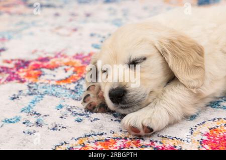 Süßes kleines Hündchen, das auf dem Teppich schläft, Nahaufnahme. Platz für Text Stockfoto