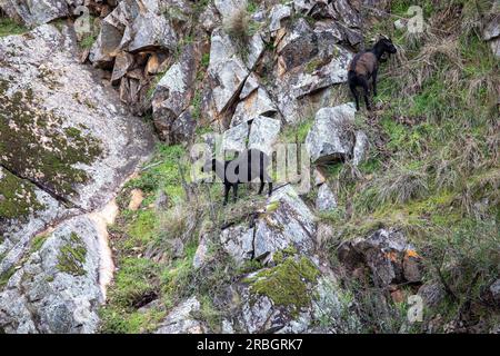 Australische wilde Ziegen fressen Gras auf steilen Klippen neben dem Macquarie River in der Nähe von Hill End, New South Wales, Australien Stockfoto