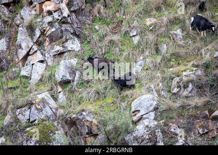 Australische wilde Ziegen, drei davon fressen Gras auf steilen Klippen neben dem Macquarie River in der Nähe von Hill End, New South Wales, Australien Stockfoto