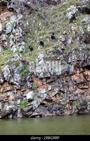 Australische wilde Ziegen fressen Gras auf steilen Klippen neben dem Macquarie River in der Nähe von Hill End, New South Wales, Australien Stockfoto