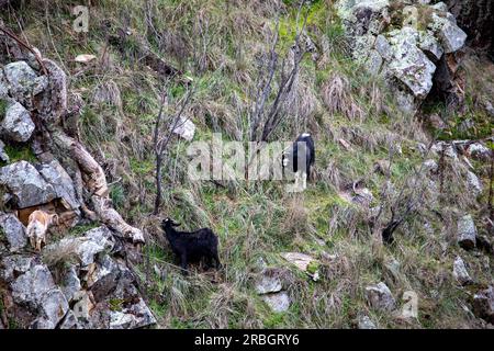 Australische wilde Ziegen, drei davon fressen Gras auf steilen Klippen neben dem Macquarie River in der Nähe von Hill End, New South Wales, Australien Stockfoto