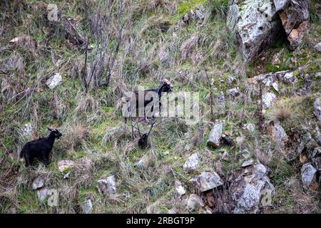 Australische wilde Ziegen fressen Gras auf steilen Klippen neben dem Macquarie River in der Nähe von Hill End, New South Wales, Australien Stockfoto