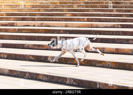 Hundezüchter Dalmatiner, die im Park auf der Treppe laufen Stockfoto