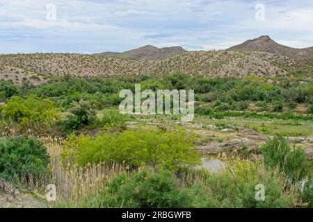 Üppig grüner Rio Grande River Basin mit trockenen Hügeln im Big Bend Ranch State Park Stockfoto