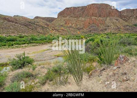 Ocotillo Kakteen stehen im Frühling blühend am Ufer des gewundenen Rio Grande River Stockfoto