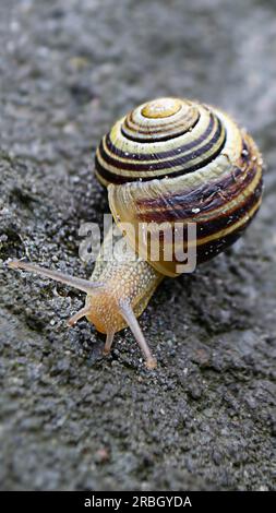 Römische Schnecke - Helix pomatia, Gemeine Schnecke aus europäischen Gärten und Wiesen, Tschechische Republik. Hochwertiges Foto Stockfoto