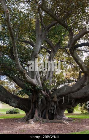 Großer Baum - Moreton Bay Fig Stockfoto