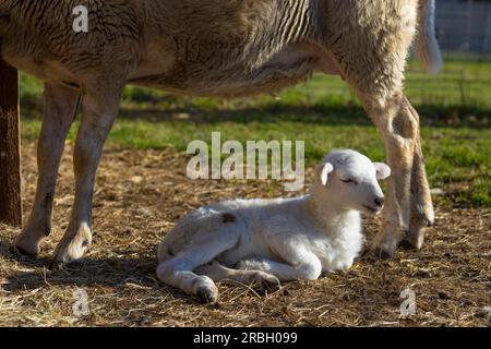 Kleines weißes Schaflämmer, das sich vor den Füßen seiner mutter ruht Stockfoto