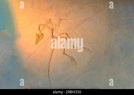 Fossilientrilobitabdruck im Sediment. 3,6 Milliarden Jahre alter Trilobit. Das Dinosaurierskelett in den archäologischen Ausgrabungen des Erdsteinfuhrers Tyrannosaurus. Stockfoto