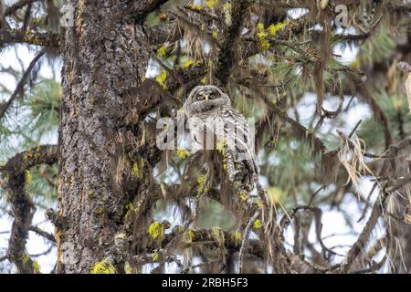 Eine junge große graue Eule (Strix nebulosa), die gerade aus ihrem Nest erwacht ist, sitzt auf einem Ast in den abgelegenen Cascade Mountains im südlichen Oregon. Stockfoto