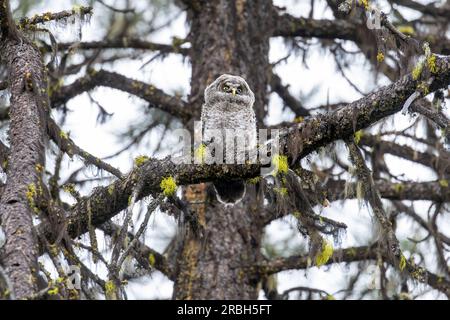 Eine junge große graue Eule (Strix nebulosa), die gerade aus ihrem Nest erwacht ist, sitzt auf einem Ast in den abgelegenen Cascade Mountains im südlichen Oregon. Stockfoto