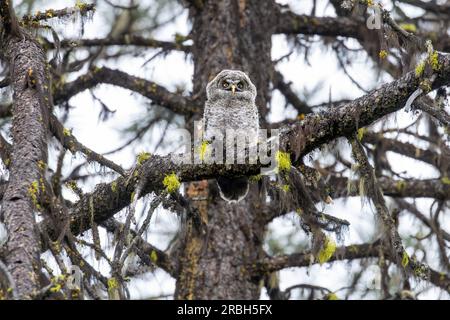 Eine junge große graue Eule (Strix nebulosa), die gerade aus ihrem Nest erwacht ist, sitzt auf einem Ast in den abgelegenen Cascade Mountains im südlichen Oregon. Stockfoto