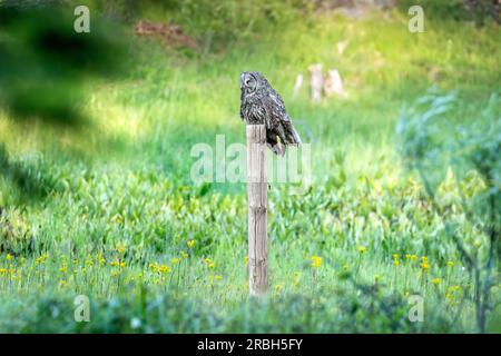 In den abgelegenen Cascade Mountains im südlichen Oregon sitzt eine große graue Eule auf einem Zaunpfahl auf einer grünen Wiese mit einer kürzlich gefangenen Wollmaus im Mund. Stockfoto