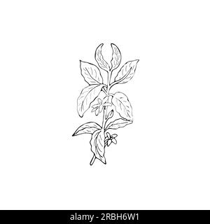 Handgezeichnete Skizze des Kaffeezweigs. Kaffeebaumzweig mit Blättern und Blumen. Handgezeichnete Vektordarstellung auf weißem Hintergrund Stock Vektor