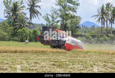 San Pablo, Philippinen. 10. Juli 2023 : Bauern ernten Reis am Fuße des Mount Banahaw mit einem Kubota Harvester DC 70. Präsident Marcos erließ ein Gesetz, das die Landwirte von jahrzehntelangen Schulden im Rahmen des umfassenden Agrarreformprogramms entlasten soll, das Land an die Bodenfräsen verteilt, aber nicht umsonst. Das neue Agraremanzipationsgesetz billigte insgesamt P57,65 Milliarden unbezahlte Amortisierungen (mehr als 1 Milliarden US-Dollar), von denen mehr als 600.000 philippinische Landwirte landesweit 1,7 Millionen Hektar Agrarreformland bewirtschaften konnten. Kredit: Kevin Izorce/Alamy Live News. Stockfoto