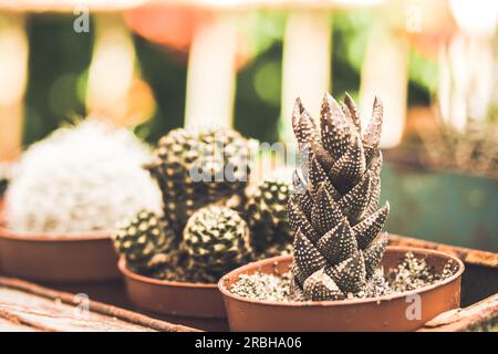 Haworthiopsis reinwardtii oder Haworthia reinwardtii Sukkulente Blütenpflanze aus Südafrika. Anbau einer Vielzahl von Kakteen im Gewächshaus. Wachsen Stockfoto