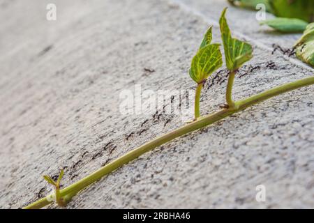 Hintergrund, Ameisen laufen, Probleme mit Ameisen im Haus Stockfoto