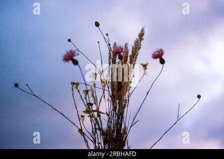 Strauß Wildblumen vor violettem lila Sonnenuntergang Himmel Wildblumen Silhouette. Stockfoto