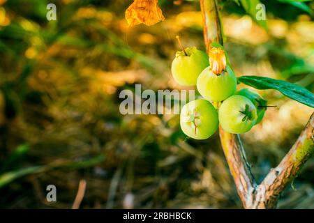 Grüne, unreife Blaubeeren wachsen im Busch aus nächster Nähe auf einem verschwommenen Hintergrund Stockfoto