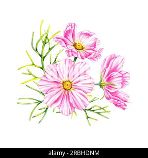 Cosmos Blumen Bouquet isoliert auf weißem Hintergrund. Handgezeichnete Aquarell-Kosmos-Blumen. Blühen für Verpackungsdesign, Karten, Einladungen usw. Stockfoto