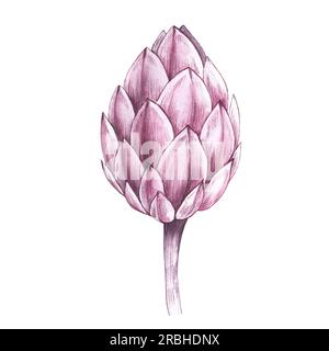 Rosa Protea-Blume auf weißem Hintergrund. Handgemalte, wasserfarbene Hochzeitsdekor. Blumen für Verpackungsdesign, Karten, Einladungen usw. Stockfoto